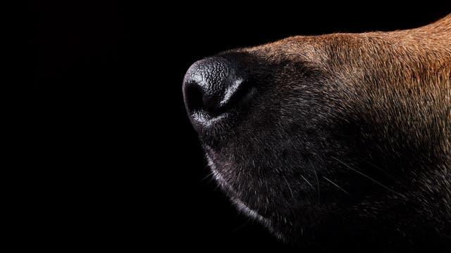 Hundeschnauze