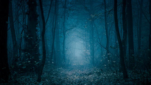 Unheimlicher Wald