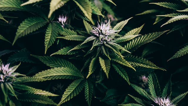 Cannabis