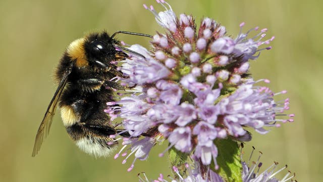 Eine Erdhummel (Bombus terrestris) nuckelt an einer violetten Blüte.