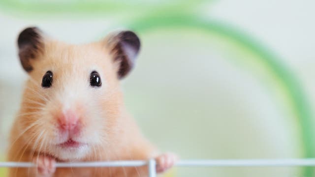 Ein goldbrauner Haustier-Hamster.