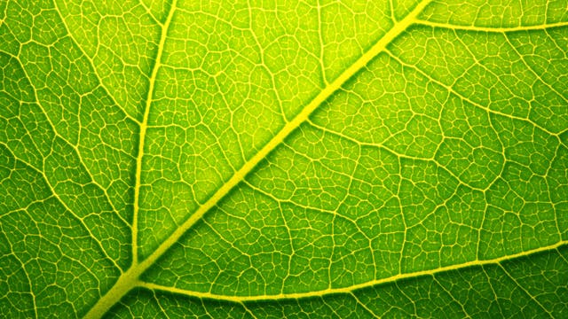 Fotosynthese