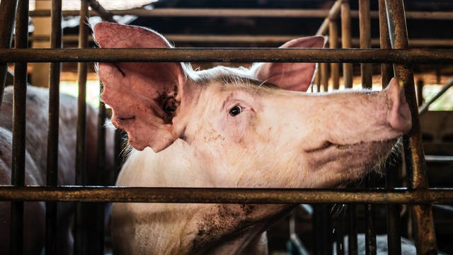 Profil von einem Schwein, das durch Gitterstäbe schaut 