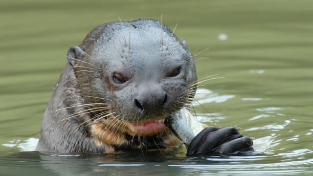 Riesenotter