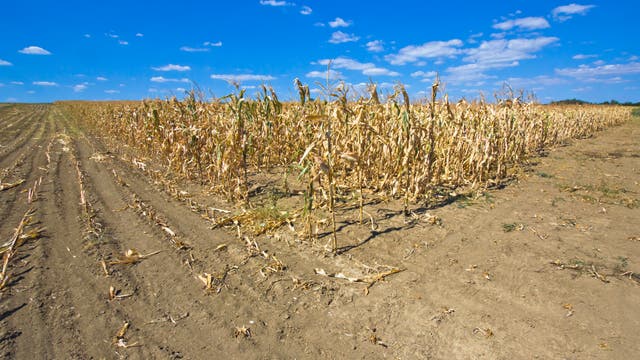 Staubiges, trockenes Feld mit traurigen verbrannten Maispflanzen