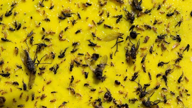 Insekten an einer Klebefalle