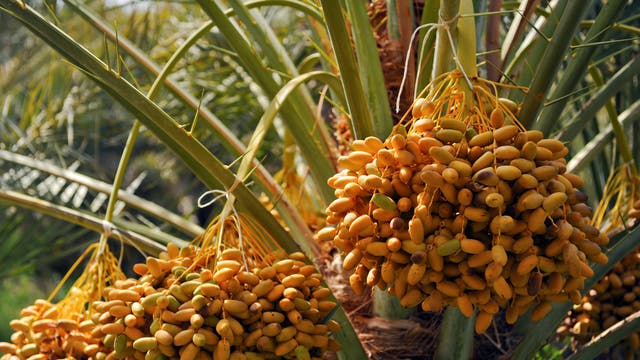 Dattelpalmen in Abu Dhabi