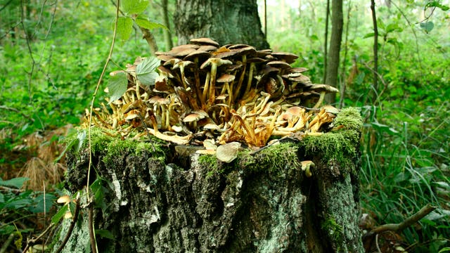 Die Fruchtkörper eines einheimischen Hallimasch (dem Grünblättrigen Schwefelkopf)