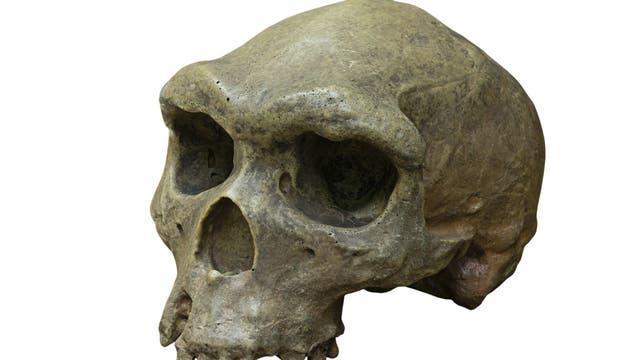 Schädel von Homo erectus