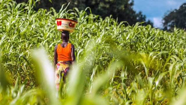 Frau in einem Maisfeld in Benin