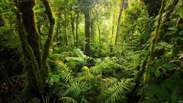 Regenwald in Costa Rica
