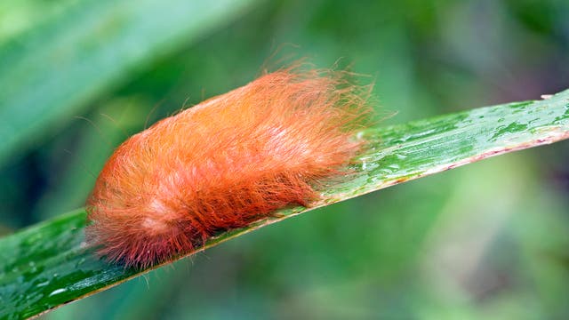 Raupe von Megalopyge albicolli auf einem Blatt