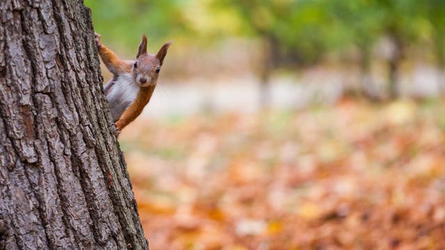 Eichhörnchen am Baum