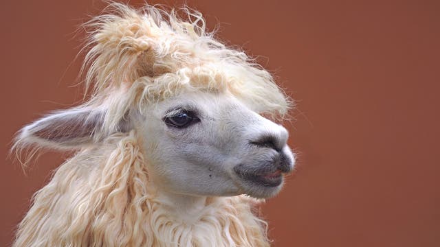 Lama mit Wirbel in den Haaren