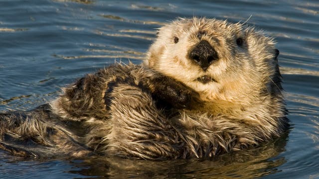 Seeotter