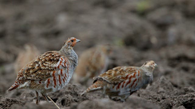 Zwei Rebhühner