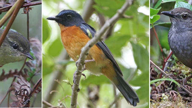 In den letzten Jahren hat Frank Rheindt zahlreiche neue Arten und Unterarten entdeckt, darunter den Taliabu-Laubsänger (links), den Togian-Blauschnäpper (Mitte) und den Taliabu-Schwirl (rechts). Der Vogel rechts sitzt auf einem dünnen Zweig und ist unscheinbeir grünlich-grau gefärbt. Der Vogel in der Mitte hatte blaue Flügel und eine rostrote Brust. Er sitzt im Geäst und ist umgeben von grünen Blättern. Der Vogel rechts sitzt auf dem Boden auf einem moosbedeckten Ast, links von ihm ist ein vertrockneter Farn, der Vogel ist graubraun.