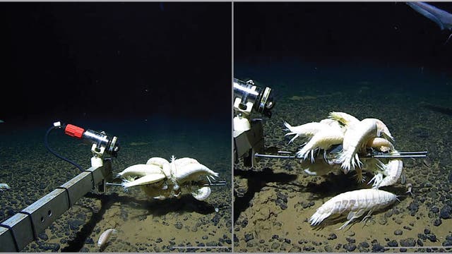 Ein Unterwasserroboterarm und mehrere weiße Tiefseekrebstiere über einem felsigen Meeresboden. Links ist der Arm mit einem roten Griff zu sehen, während rechts ein Fisch im Hintergrund schwimmt. Die Szene ist dunkel, typisch für die Tiefseeumgebung.