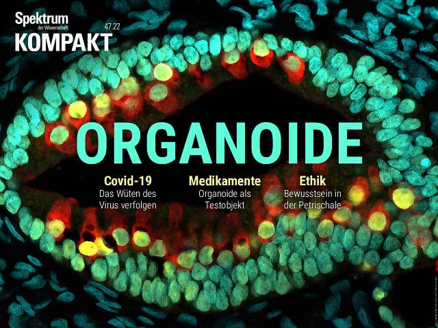  Organoide