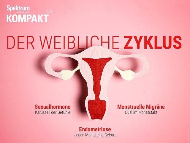  Der weibliche Zyklus